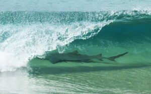 Read more about the article Tubarões em Balneário Camboriú são os mesmos de Pernambuco? Entenda diferenças e riscos