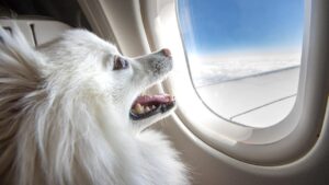 Read more about the article Viajar de avião com pets esta cada vez mais comum, veja exigências