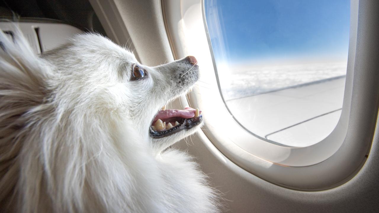 You are currently viewing Viajar de avião com pets esta cada vez mais comum, veja exigências