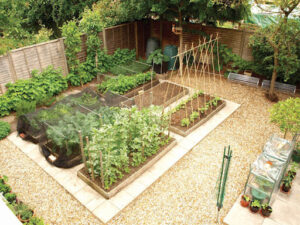 Read more about the article Horta em casa, aprenda o que  plantar e como cultivar 