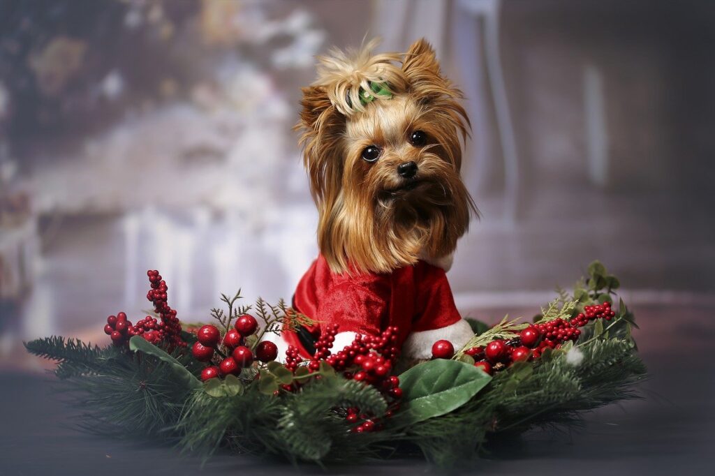 You are currently viewing Música para cachorro? Pesquisa mostra qual canção de Natal os cães preferem
