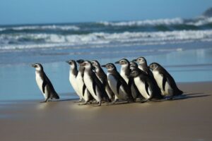 Leia mais sobre o artigo Pinguins na costa brasileira é 20% maior do que em 2021