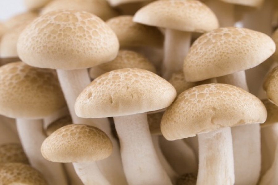 Você está visualizando atualmente Cogumelos podem reduzir risco de depressão, diz estudo