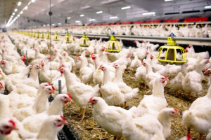 Leia mais sobre o artigo Mato Grosso do Sul produz 4,65 milhões de toneladas de frango por ano