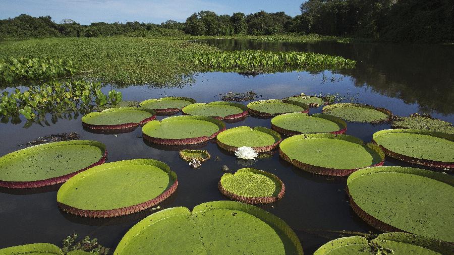 Pantanal: Cenário de novela atrai amantes da natureza para a região