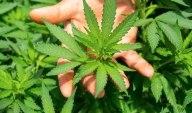Você está visualizando atualmente COM RECEITA: Produto medicinal à base de Cannabis é aprovado pela Anvisa