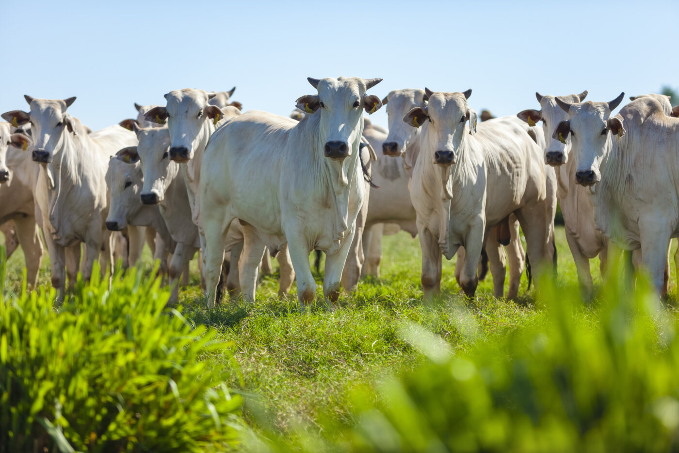 Você está visualizando atualmente Governo de MS oferece apoio financeiro para ações da agropecuária