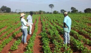 Read more about the article Programa de apoio irá ajudar indígenas no Mato Grosso do Sul