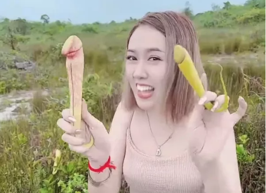Você está visualizando atualmente CAMBOJA: Pede para turistas pararem de colher “planta pênis” para fazer fotos