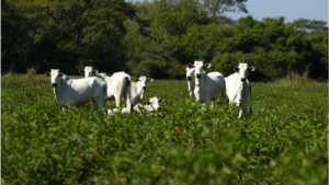 Leia mais sobre o artigo Interagro 2022 terá palestra sobre Programa de Carne do Pantanal