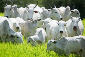 Leia mais sobre o artigo Processos de abate de bovinos pode mudar no Brasil