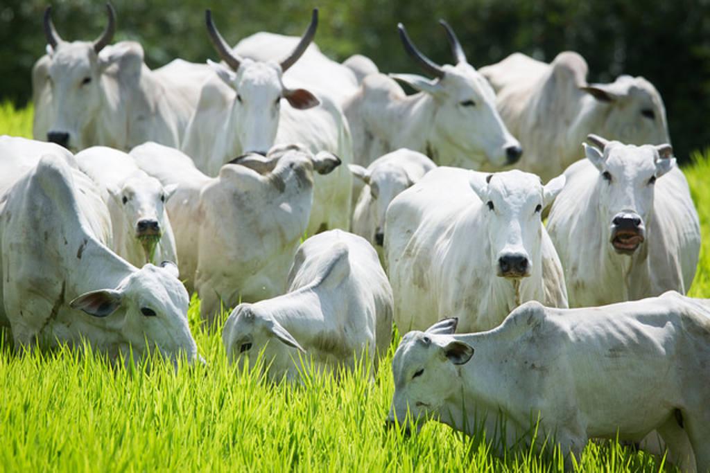 Você está visualizando atualmente Processos de abate de bovinos pode mudar no Brasil