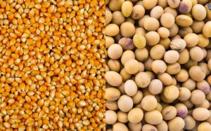 Leia mais sobre o artigo Relação de troca para soja e milho com fertilizantes ajuda produtores