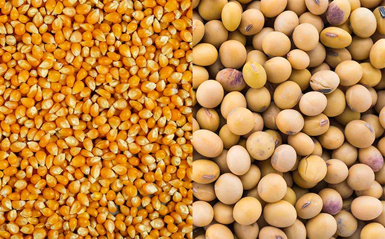 Você está visualizando atualmente Relação de troca para soja e milho com fertilizantes ajuda produtores