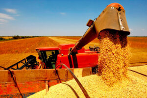 Leia mais sobre o artigo Safra de grãos sofre impacto por alta de insumos