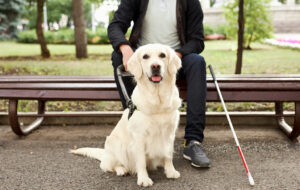 Leia mais sobre o artigo Senado aprova regulamentação para cães de apoio emocional