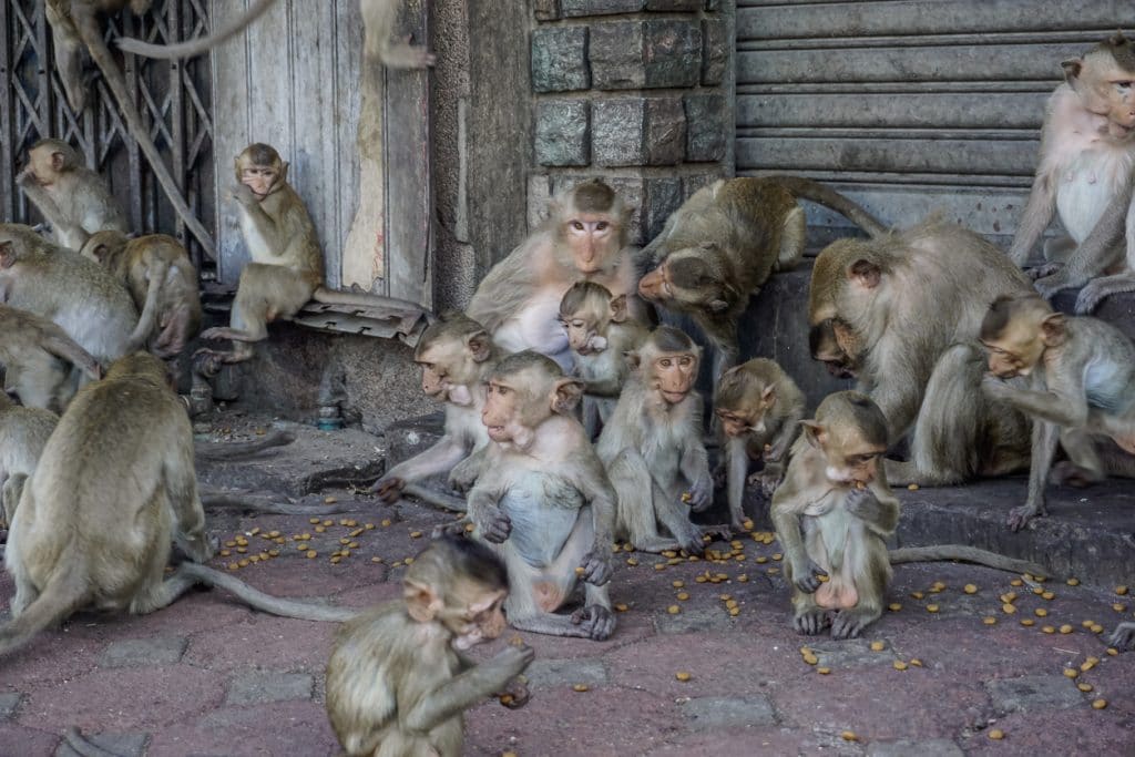 You are currently viewing REINO UNIDO: Suspeita de varíola dos macacos leva paciente para isolamento