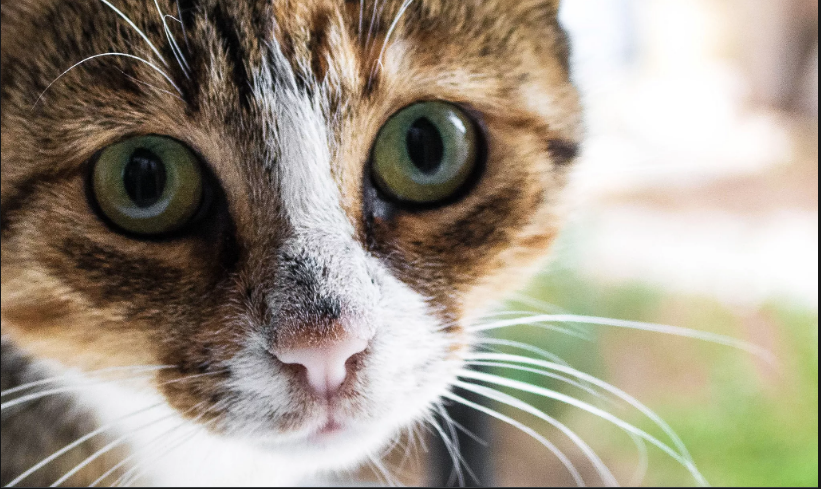 Você está visualizando atualmente 6 curiosidades surpreendentes sobre gatos