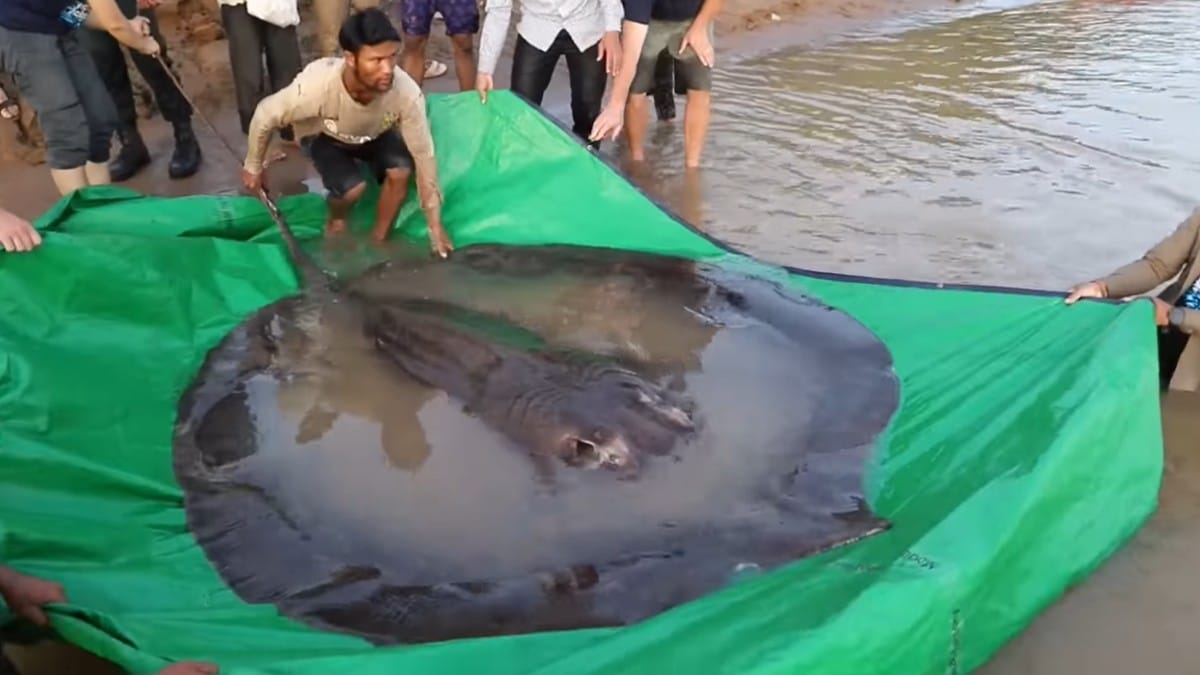 Você está visualizando atualmente Maior peixe de água doce já registrado é capturado no Camboja