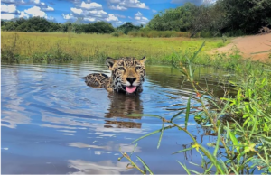 Leia mais sobre o artigo NOVELA PANTANAL: Promove “boom” turístico na região