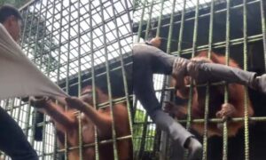 Leia mais sobre o artigo Orangotango agarra turista pela jaula e se recusa a soltá-lo