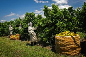Leia mais sobre o artigo PRODUÇÃO EM QUEDA: Abrem-se oportunidades de exportações de laranjas para EUA