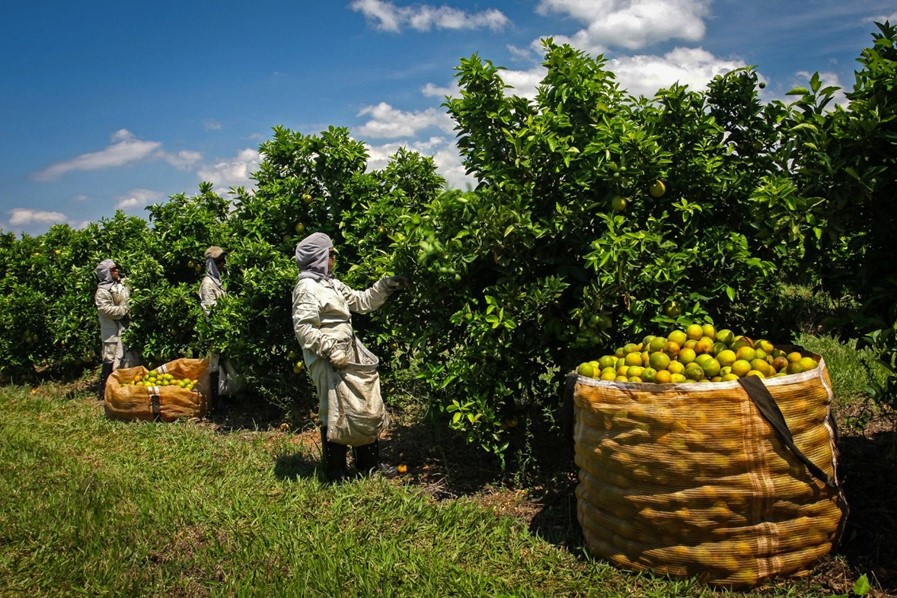 Você está visualizando atualmente PRODUÇÃO EM QUEDA: Abrem-se oportunidades de exportações de laranjas para EUA