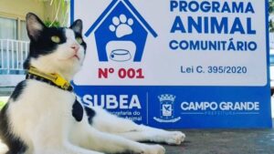 Leia mais sobre o artigo CAMPO GRANDE: Animal Comunitário garante proteção a cães e gatos