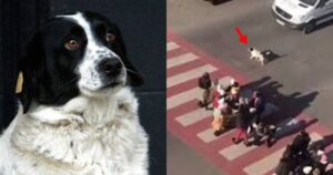 Read more about the article GUARDA ANIMAL: Conheça Kupata, cãozinho que ajuda crianças a atravessarem a rua