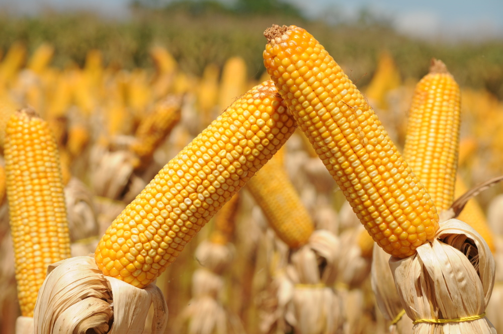 Você está visualizando atualmente Mais de 80% da safra de milho de MS está em boas condições