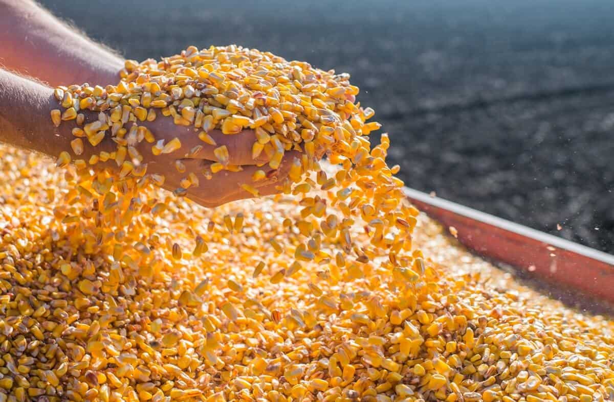 Você está visualizando atualmente MS: Colheita precoce de milho deve diminuir risco de perdas para geadas