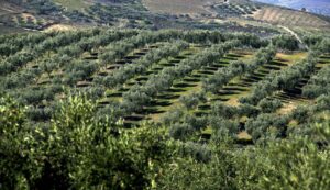 Leia mais sobre o artigo CONCERTO AGRO: Pé de azeitona é cultivado com música clássica em fazenda de MG