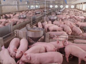 Leia mais sobre o artigo Carne de porco vira opção mais econômica para brasileiros