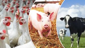 Leia mais sobre o artigo Desempenho do frango, boi, suíno, milho e farelo de soja no 1º semestre de 2022