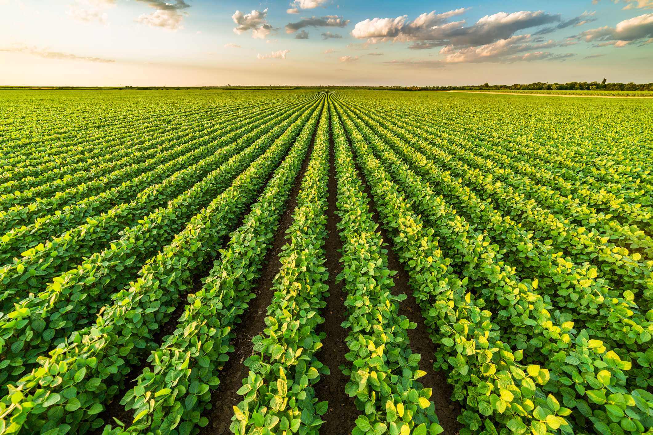 Você está visualizando atualmente Produtividade da soja aumenta com o novo fertilizante fosfatado