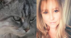 Leia mais sobre o artigo Dona encontra gato que estava perdido há 10 anos no Reino Unido