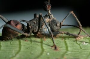 Leia mais sobre o artigo Fungo é flagrado tomando corpo de inseto morto