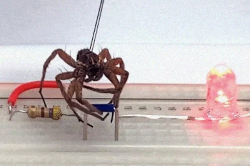 Você está visualizando atualmente “Necrobótica”: Aranhas mortas viram garras mecânicas
