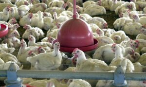 Leia mais sobre o artigo Pesquisa indica queda de 2% no abate de frangos no país