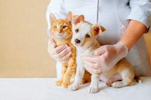 Leia mais sobre o artigo Pets internados precisam de cuidados especiais na alimentação