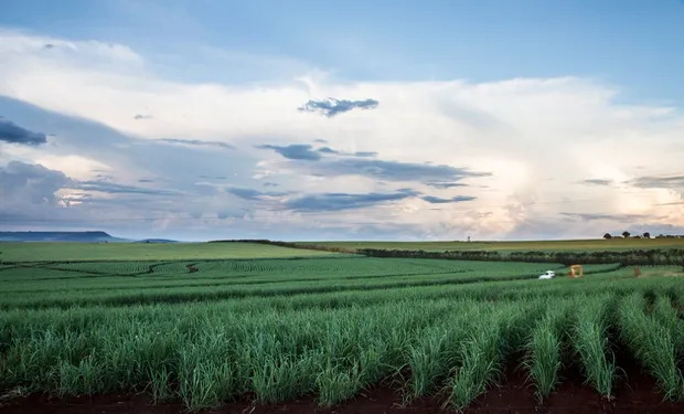 Você está visualizando atualmente Produção de açúcar deve aumentar 6,7% no ano