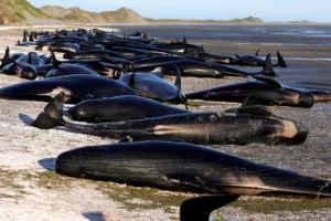 Leia mais sobre o artigo 230 baleias ficam encalhadas em praia na Austrália