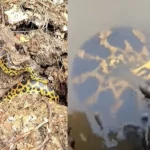 Vídeo mostra encontro com sucuri em pescaria no Pantanal