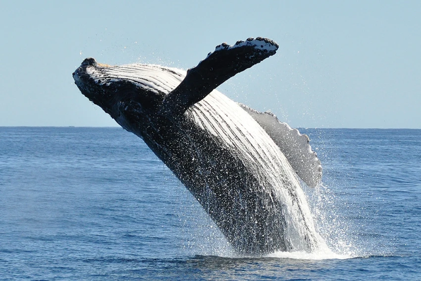Você está visualizando atualmente FRISSON: Baleias viajam por 6 mil km atrás de um parceiro