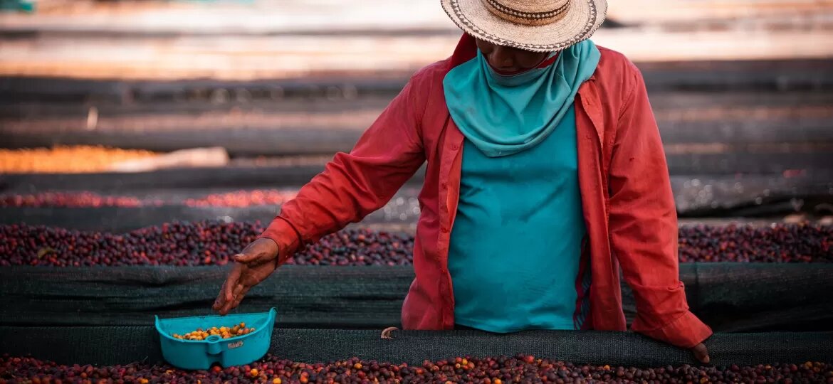 Você está visualizando atualmente AGRO LUXO: Grãos de café do Panamá são item de colecionador
