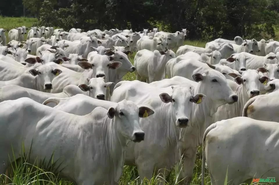 Você está visualizando atualmente AGRO: Paraguai integra o Circuito Nelore de Qualidade