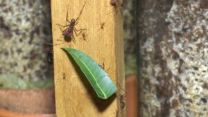 Leia mais sobre o artigo PESQUISA DA UFU: Eficácia das formigas para o controle de pragas