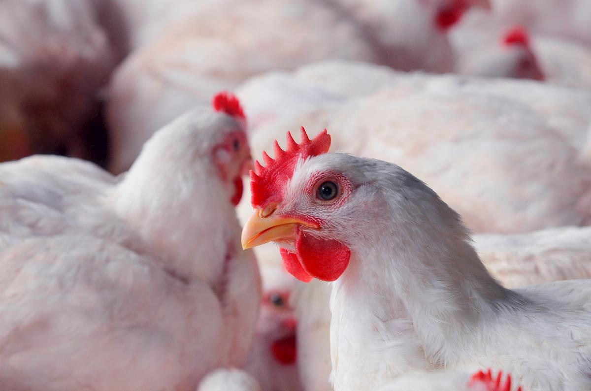 Você está visualizando atualmente Receita de exportação de frango do Brasil bate recorde