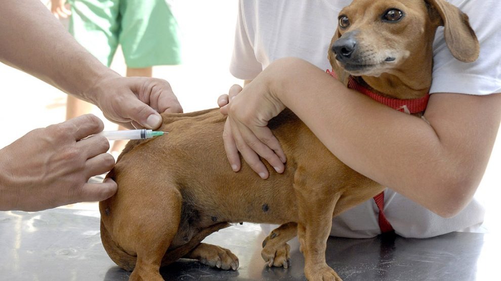 Você está visualizando atualmente Vacinação antirrábica itinerante em Dourados MS, acontece até 6ª feira