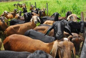 Leia mais sobre o artigo Embrapa promove venda de caprinos e ovinos do seu rebanho